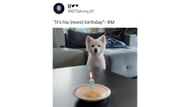 The Trivia: Love rapper shared a picture of the white puppy on Instagram. (Image via Twitter/ @BTSArmy_47)